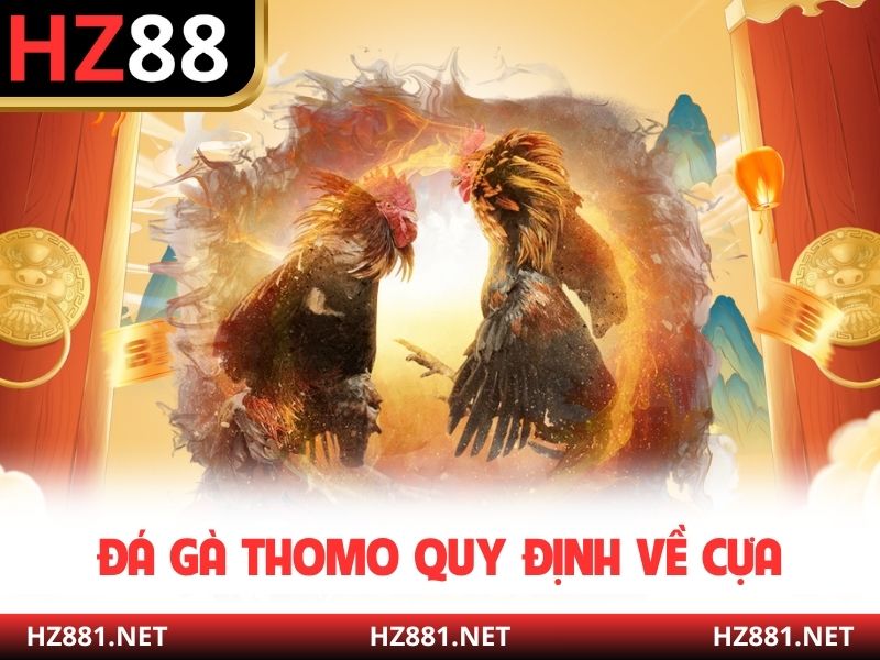 Đá gà Thomo quy định về cựa