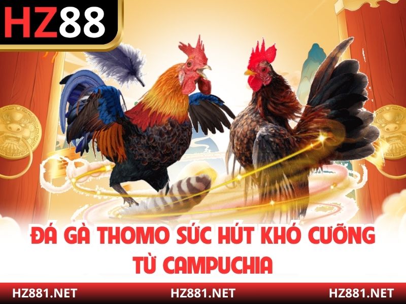 Đá gà Thomo sức hút khó cưỡng từ Campuchia